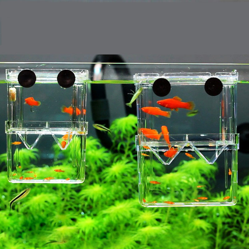 Betta Fish Tank - Pudełko izolacyjne do hodowli ryb pawich,